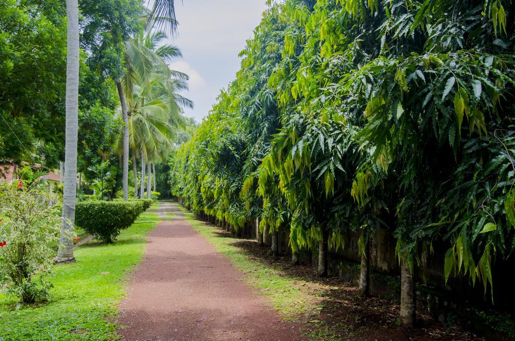 Tamarind Tree Garden Resort - Katunayake Negombo Exterior photo